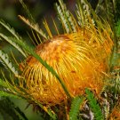 Showy Dryandra (Dryandra Formosa) 5 Seeds