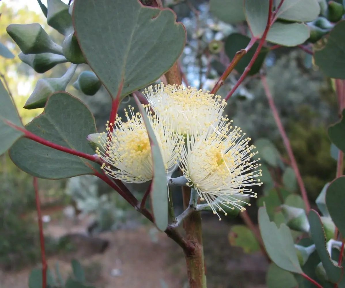 Dainty Mallee( Eucalyptus Websteriana) 50 Seeds