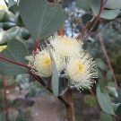 Dainty Mallee( Eucalyptus Websteriana) 50 Seeds