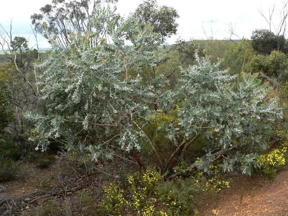 Tallerack (Eucalyptus Pleurocarpa)30 Seeds