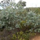 Tallerack (Eucalyptus Pleurocarpa)30 Seeds