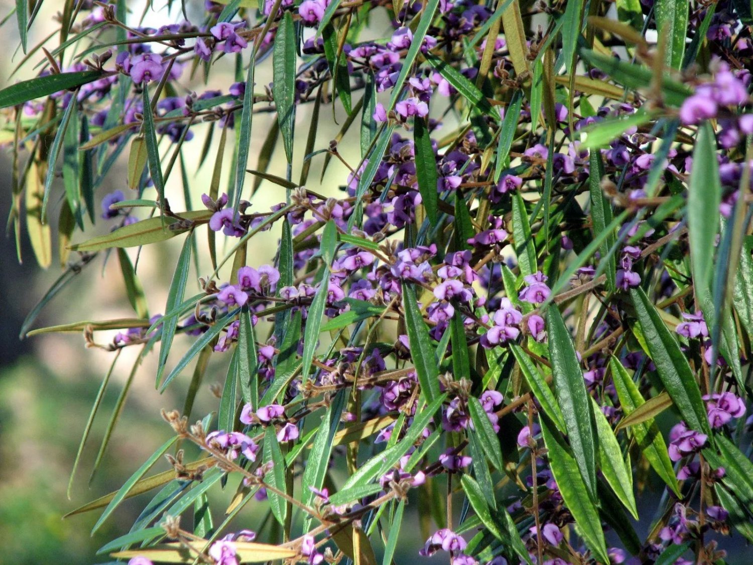 Purple Pea Bush (Hovea Acutifolia) 25 Seeds
