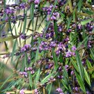 Purple Pea Bush (Hovea Acutifolia) 25 Seeds