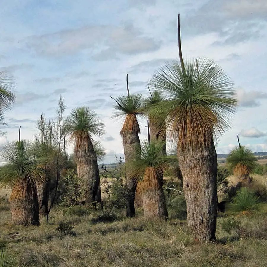 Blackboy (Xanthorrhoea Preissi) 30 Seeds