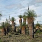 Blackboy (Xanthorrhoea Preissi) 30 Seeds