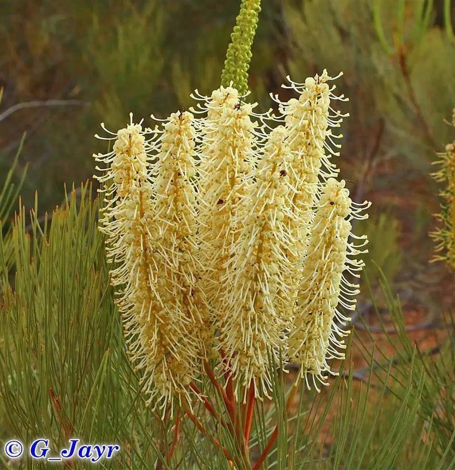 Candlestick Grevillea (Grevillea Candelabroides) 10 Seeds
