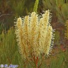 Candlestick Grevillea (Grevillea Candelabroides) 10 Seeds
