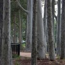 Spotted Gum (Corymbia Maculata) 40 Seeds
