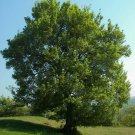Field Maple Bonsai Acer Campestre 30 Fresh Seeds
