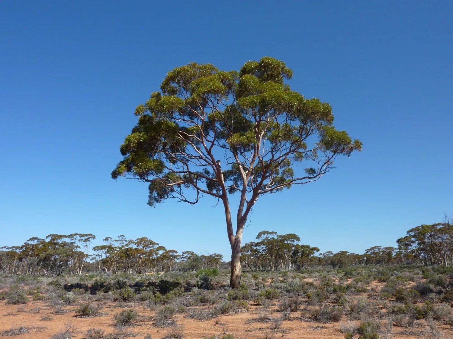 Red Box Gum (Eucalyptus Polyanthemos) 50 Seeds