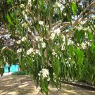 Mountain Gum (Eucalyptus Dalrympleana) 50 Fresh Seeds