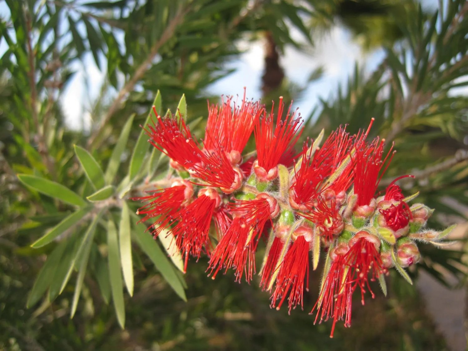 Weeping Bottlebrush (Callistemon Viminalis) 200 Seeds