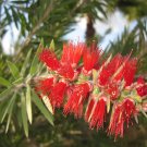 Weeping Bottlebrush (Callistemon Viminalis) 200 Seeds
