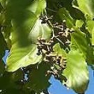 Japanese Raisin Tree (Hovenia Dulcis) 10 Seeds