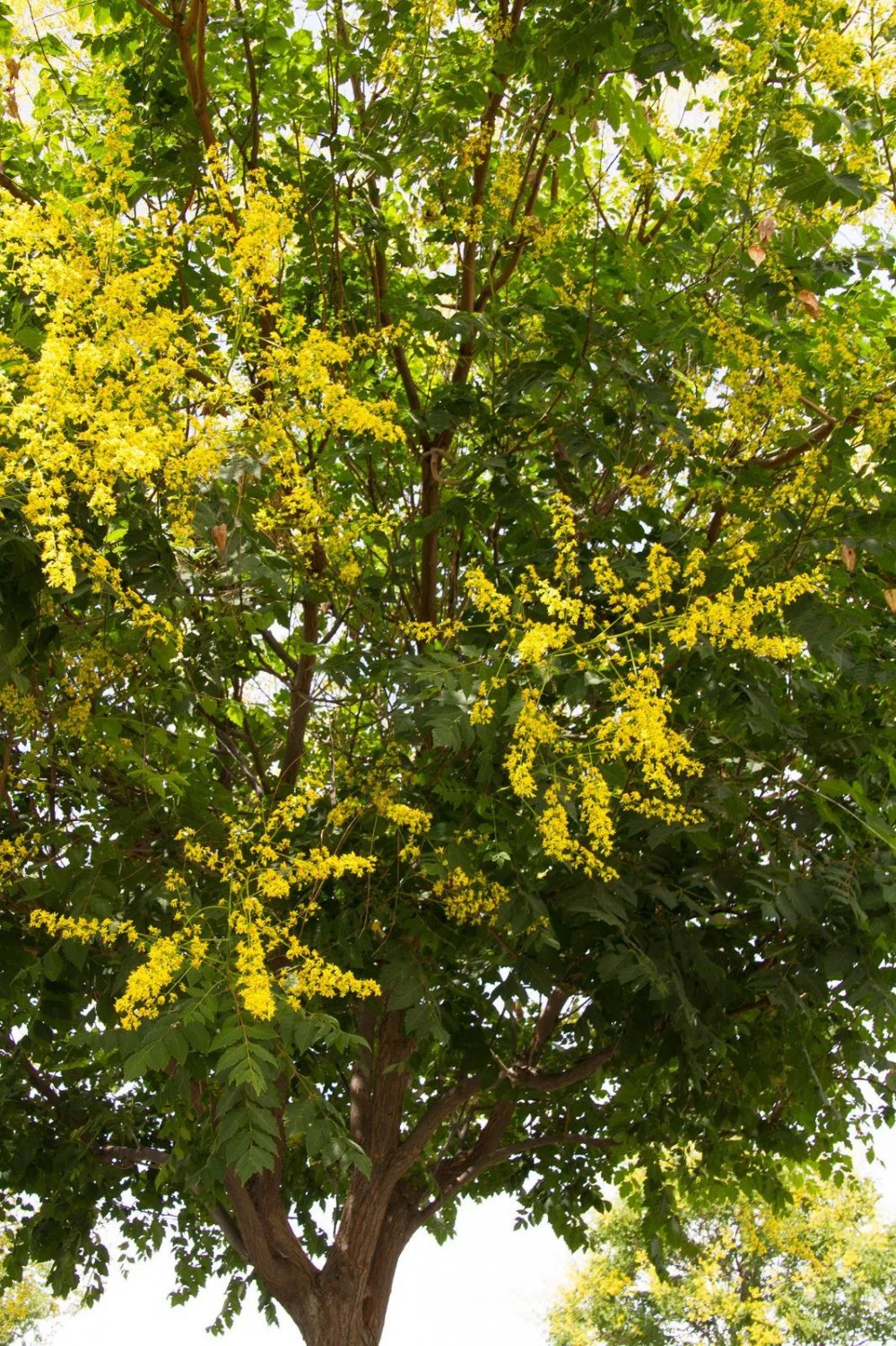 Golden Rain Tree Koelreuteria Paniculata 25 Seed