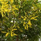 Golden Rain Tree Koelreuteria Paniculata 25 Seed