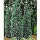 Lawson Cypress (Chamaecyparis Lawsoniana)