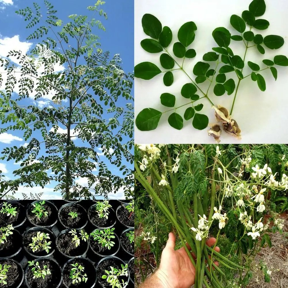 Drumstick Tree (Moringa Oleifera) 10 Seeds