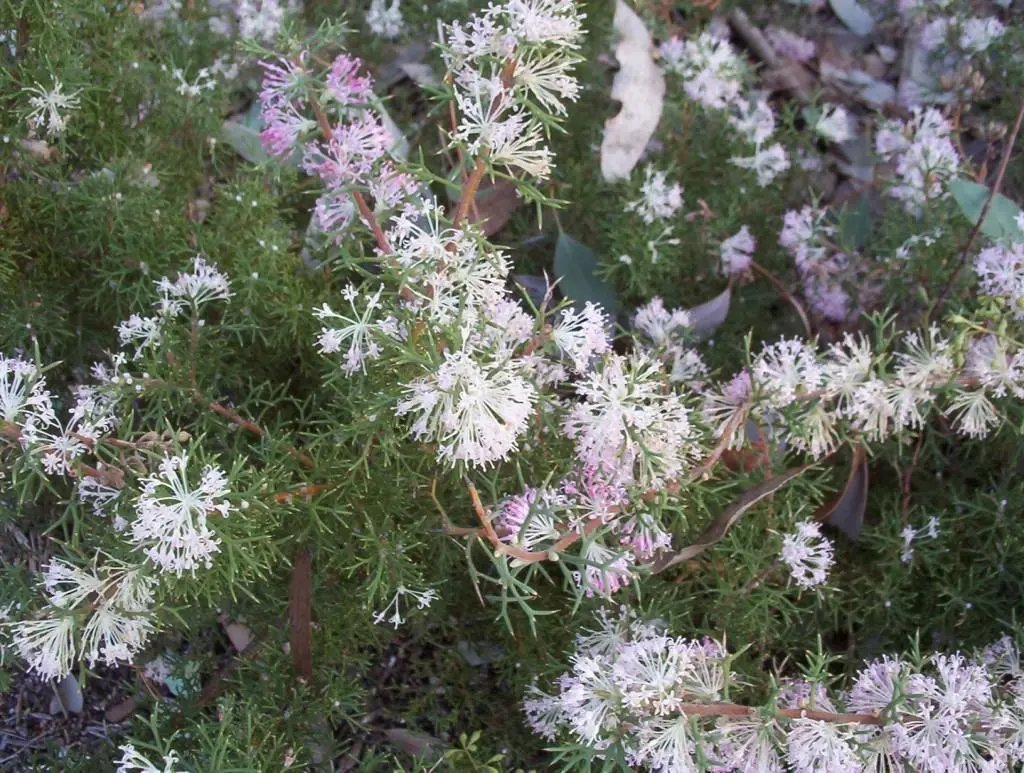 Honeybush (Hakea Lissocarpha ) 5 Seeds