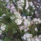 Honeybush (Hakea Lissocarpha ) 5 Seeds