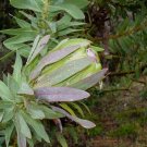 Green Sugarbush/Apple Green Protea (Protea Cononata) 5 Seeds