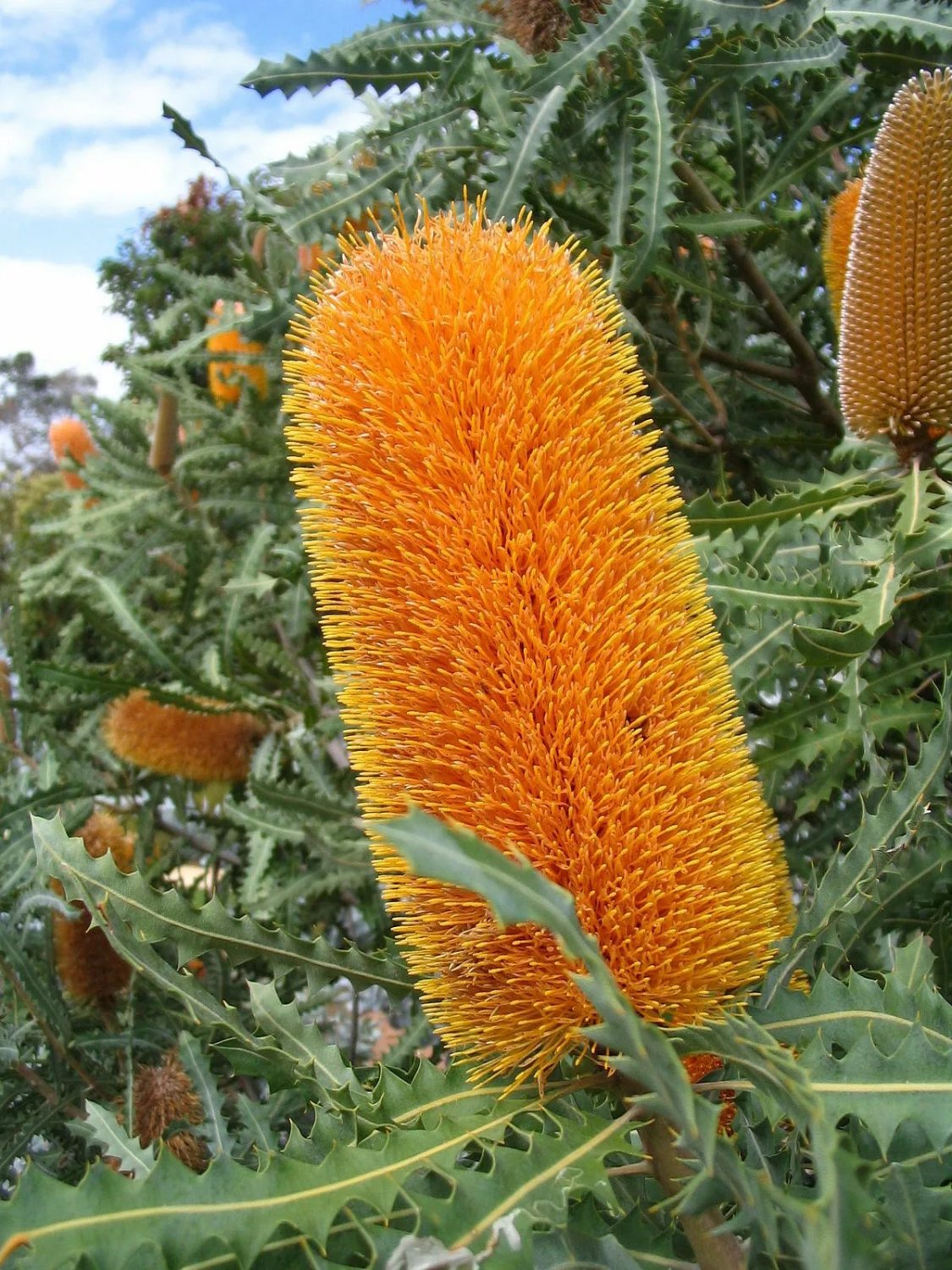 Golden Banksia (Banksia Ashbyi ) 5 Seeds