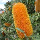 Golden Banksia (Banksia Ashbyi ) 5 Seeds