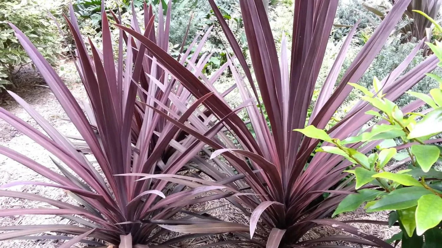 Purple Cabbage Tree Australis Purpurea 30 Seeds