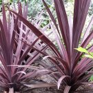 Purple Cabbage Tree Australis Purpurea 30 Seeds