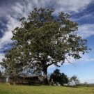 Narrow Leaf Red Ironbark (Eucalyptus Crebra) 20 Seeds