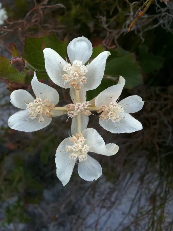 Southern Cross Flower (Xanthosia Rotundifolia) 20 Seeds