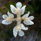 Southern Cross Flower (Xanthosia Rotundifolia) 20 Seeds