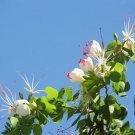 White Flower Bauhinia (Bauhinia Hookeri)10 Fresh Seeds