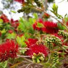 Fiery Bottlebrush (Callistemon Phoeniceus) 250+ Seeds