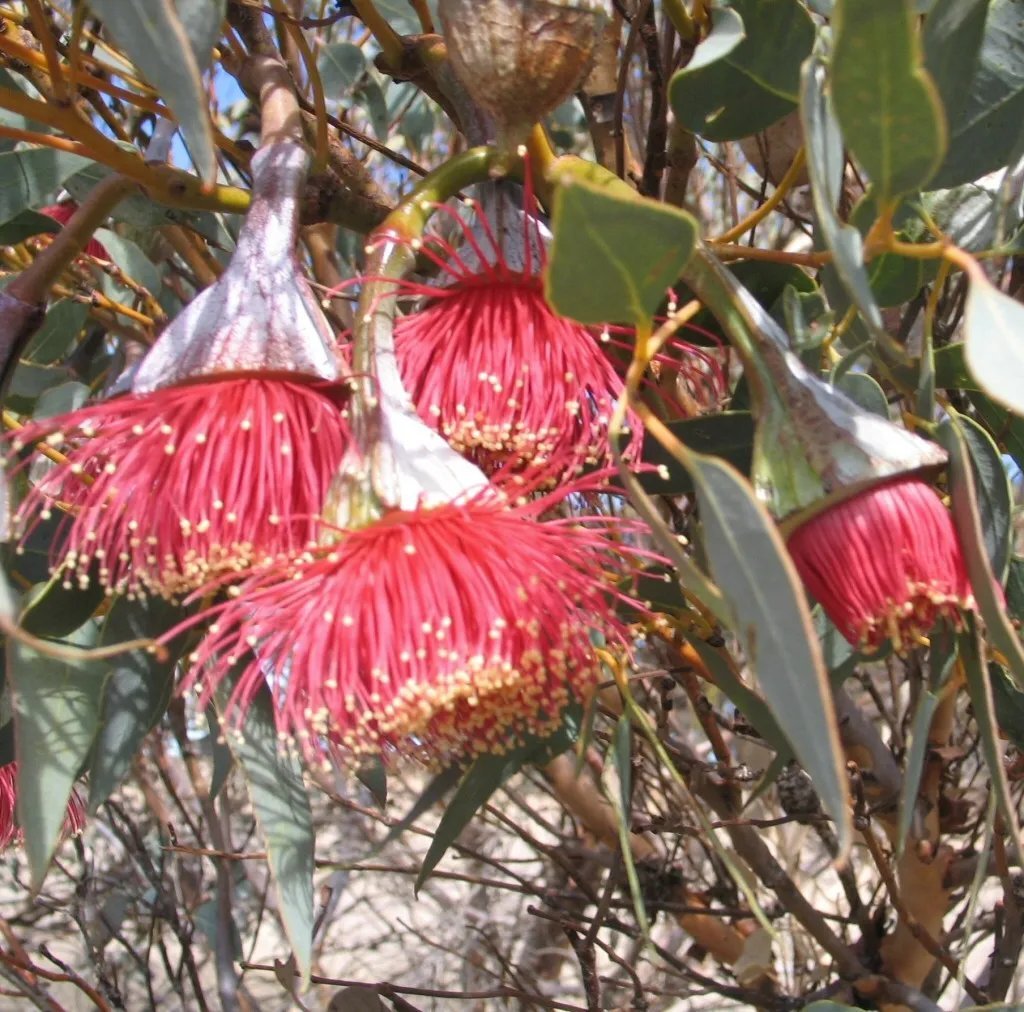 Large Fruited Mallee ( Eucalyptus Youngiana ) 25 Seeds