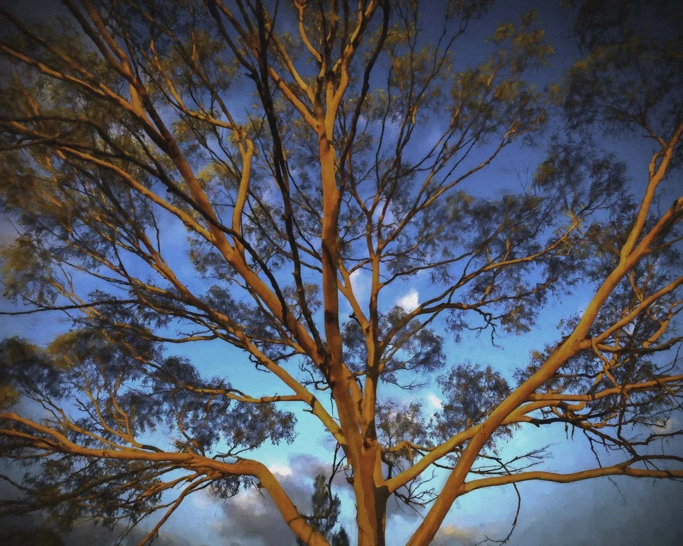 Blue Mountains Mallee (Eucalyptus Stricta) 50 Seeds