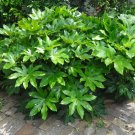 Japanese Aralia (Fatsia Japonica) 20 Seeds