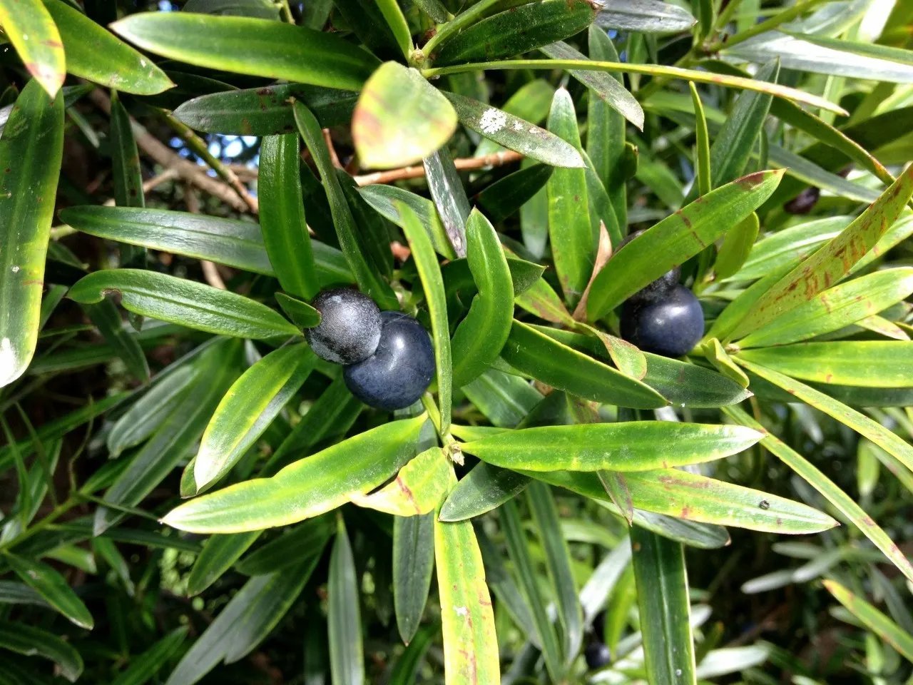 Illawarra Plum Pine (Podocarpus Elatus) 5 Seeds