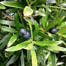 Illawarra Plum Pine (Podocarpus Elatus) 5 Seeds