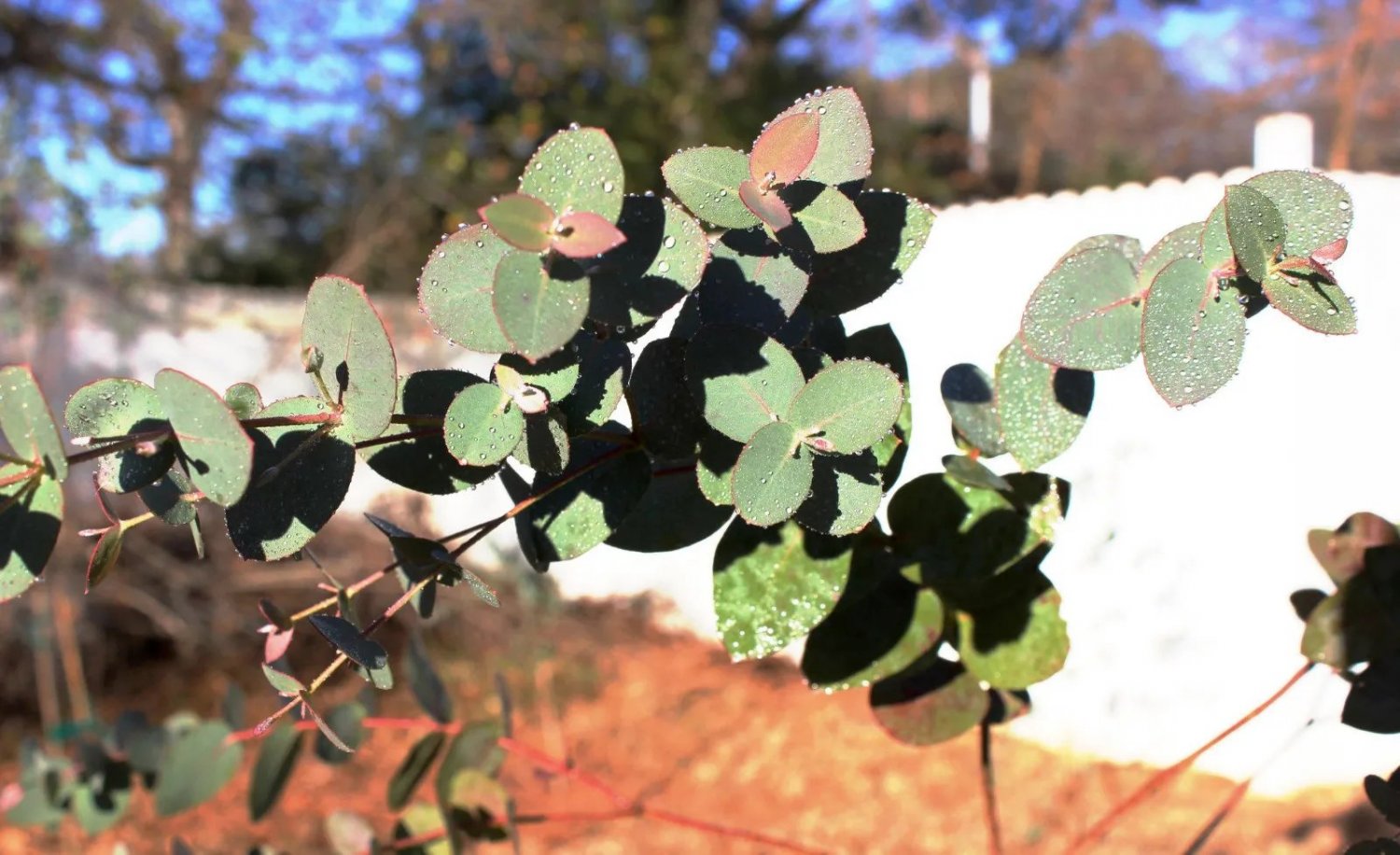 New England Peppermint(Eucalyptus Nova-Anglica)100Seeds
