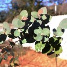 New England Peppermint(Eucalyptus Nova-Anglica)100Seeds