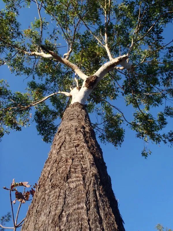 Woollybutt (Eucalyptus Longifolia) 100 Seeds
