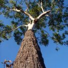 Woollybutt (Eucalyptus Longifolia) 100 Seeds