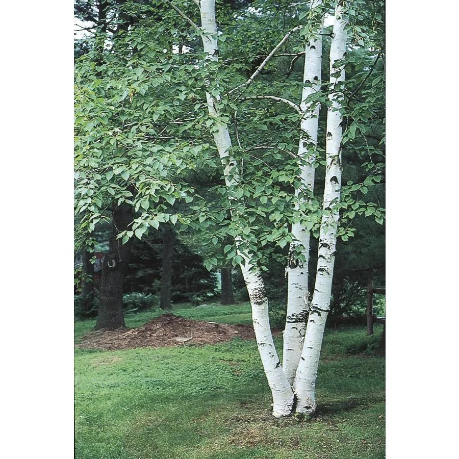 Paper Birch ( Betula Papyrifera) 50 Seeds