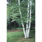 Paper Birch ( Betula Papyrifera) 50 Seeds