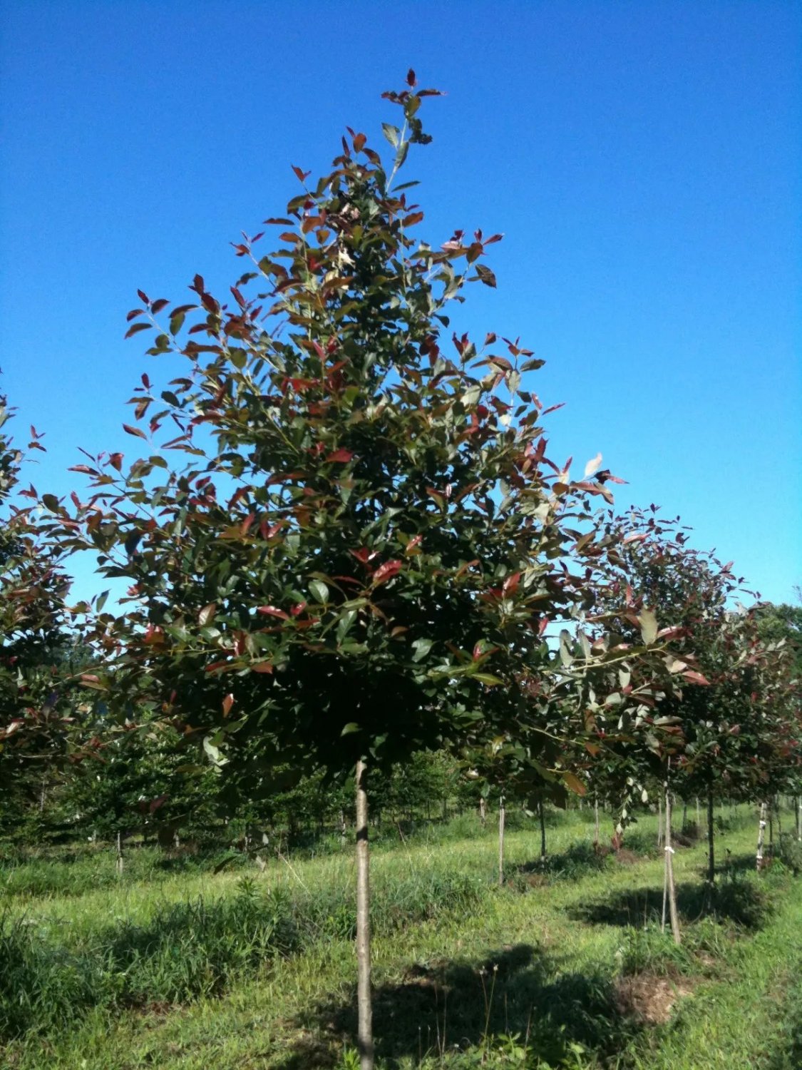 Black Gum ( Eucalyptus Aggregata) 50 Seeds