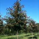 Black Gum ( Eucalyptus Aggregata) 50 Seeds