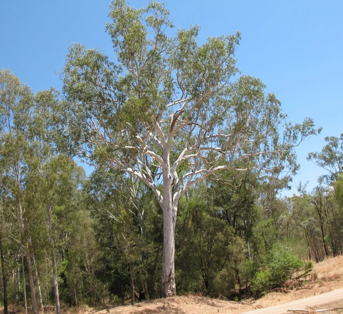 Forest Red Gum (Eucalyptus Tereticornis) 100 Seeds