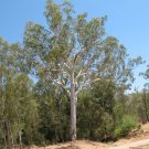 Forest Red Gum (Eucalyptus Tereticornis) 100 Seeds