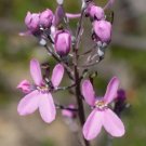 Minor Pink Fountian Triggerplant (Stylidium Tenue)